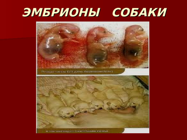 ЭМБРИОНЫ СОБАКИ 