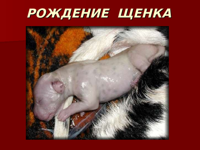 РОЖДЕНИЕ ЩЕНКА 