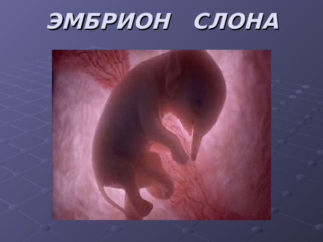 ЭМБРИОН СЛОНА 