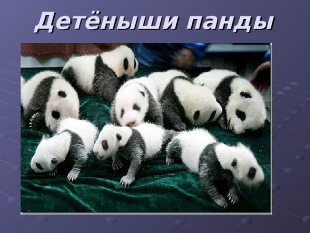 Детёныши панды 