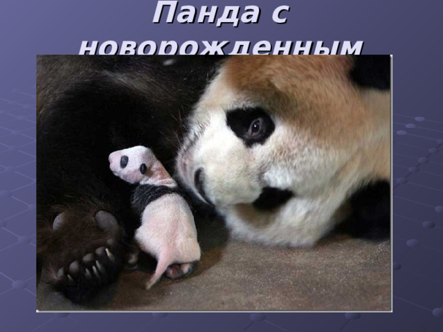 Панда с новорожденным 
