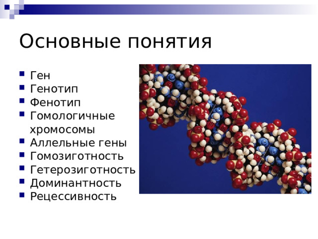 Основные понятия Ген Генотип Фенотип Гомологичные  хромосомы Аллельные гены Гомозиготность Гетерозиготность Доминантность Рецессивность 