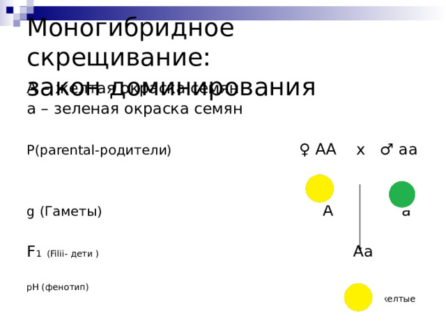 Моногибридное скрещивание:  закон доминирования А – желтая окраска семян а – зеленая окраска семян Р( parental- родители)  ♀ АА х ♂ аа g (Гаметы) А а F 1 ( Filii- дети  )   Аа pH ( фенотип)  100% желтые 