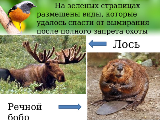  На зеленых страницах размещены виды, которые удалось спасти от вымирания после полного запрета охоты на них .  Лось  Речной бобр 