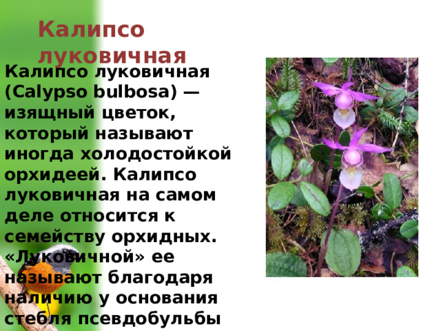 Калипсо луковичная Калипсо луковичная (Calypso bulbosa) — изящный цветок, который называют иногда холодостойкой орхидеей. Калипсо луковичная на самом деле относится к семейству орхидных. «Луковичной» ее называют благодаря наличию у основания стебля псевдобульбы (ложной луковицы) 