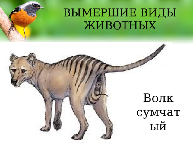 ВЫМЕРШИЕ ВИДЫ ЖИВОТНЫХ Волк сумчатый 