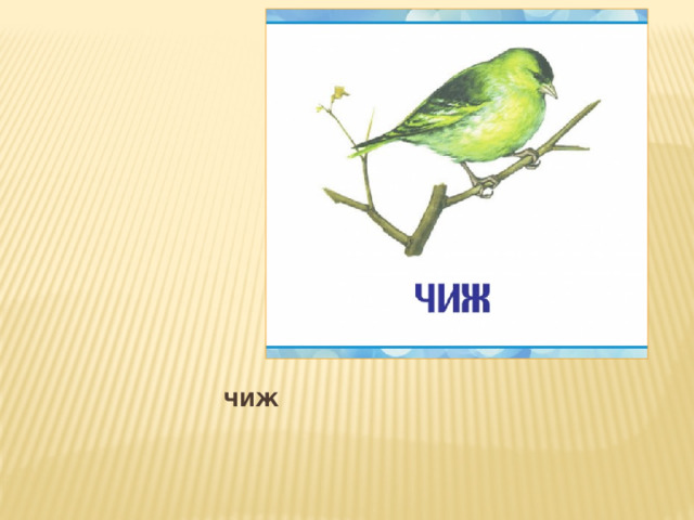 ЧИЖ 