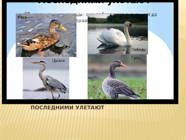 ПОСЛЕДНИМИ УЛЕТАЮТ 