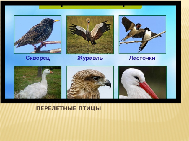 ПЕРЕЛЕТНЫЕ ПТИЦЫ 