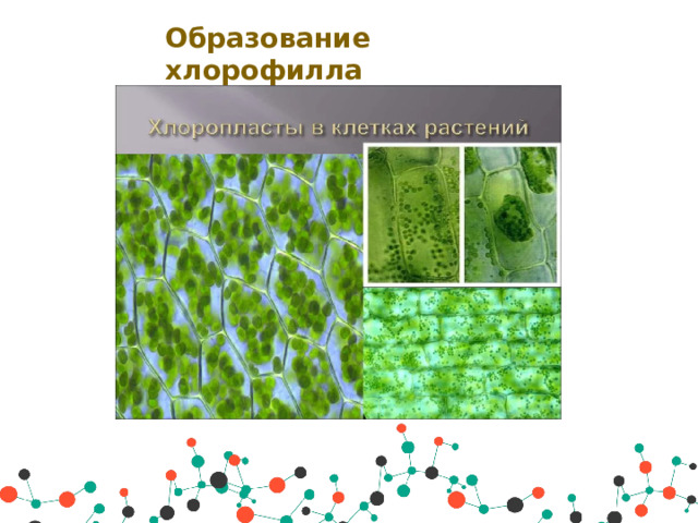 Образование хлорофилла 