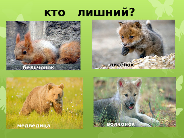 кто лишний? лисёнок бельчонок волчонок медведица 