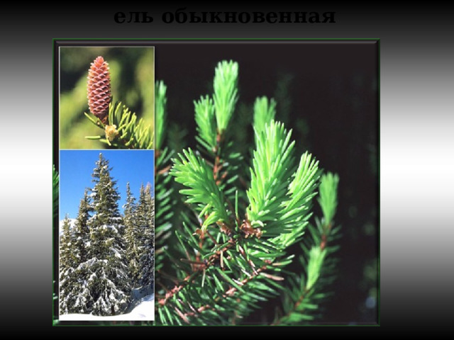 ель обыкновенная 