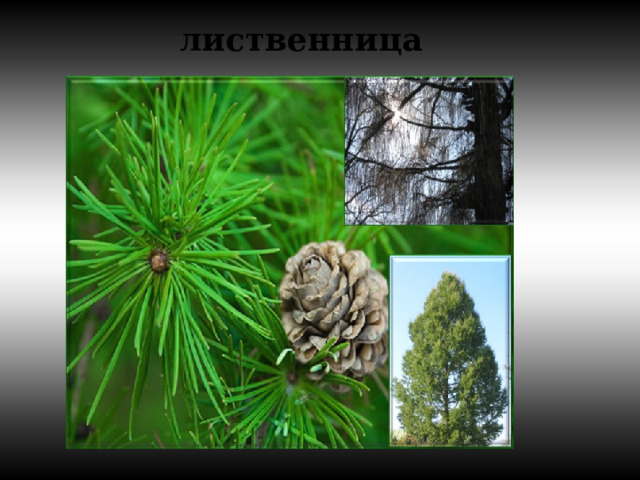 лиственница 