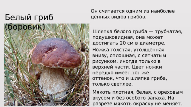 Он считается одним из наиболее ценных видов грибов. Белый гриб (боровик) Шляпка белого гриба — трубчатая, подушковидная, она может достигать 20 см в диаметре. Ножка толстая, утолщенная внизу, сплошная, с сетчатым рисунком, иногда только в верхней части. Цвет ножки нередко имеет тот же оттенок, что и шляпка гриба, только светлее. Мякоть плотная, белая, с ореховым вкусом и без особого запаха. На разрезе мякоть окраску не меняет. 