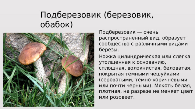 Подберезовик (березовик, обабок) Подберезовик — очень распространенный вид, образует сообщество с различными видами березы. Ножка цилиндрическая или слегка утолщенная к основанию, сплошная, волокнистая, беловатая, покрытая темными чешуйками (сероватыми, темно-коричневыми или почти черными). Мякоть белая, плотная, на разрезе не меняет цвет или розовеет. 