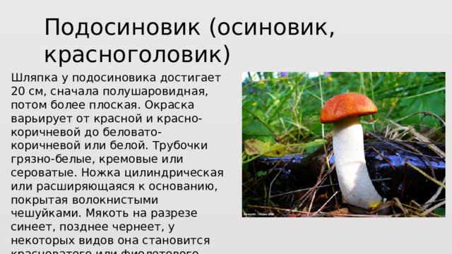 Подосиновик (осиновик, красноголовик) Шляпка у подосиновика достигает 20 см, сначала полушаровидная, потом более плоская. Окраска варьирует от красной и красно-коричневой до беловато-коричневой или белой. Трубочки грязно-белые, кремовые или сероватые. Ножка цилиндрическая или расширяющаяся к основанию, покрытая волокнистыми чешуйками. Мякоть на разрезе синеет, позднее чернеет, у некоторых видов она становится красноватого или фиолетового цвета. 