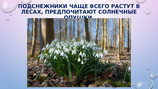 Подснежники чаще всего растут в лесах, предпочитают солнечные опушки. 