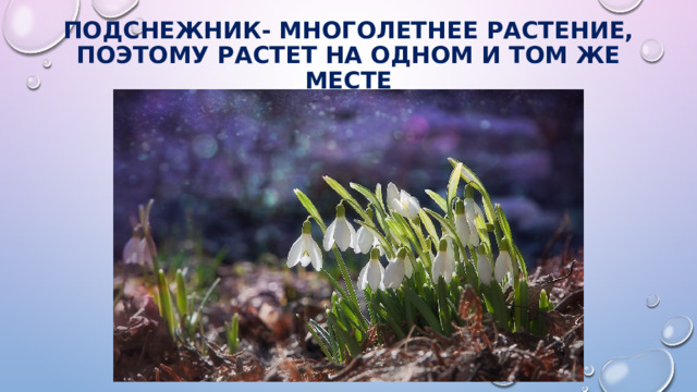 Подснежник- многолетнее растение, поэтому растет на одном и том же месте 