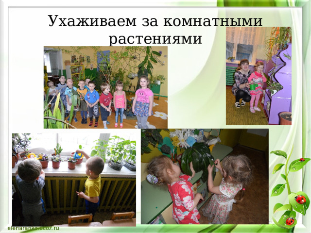 Ухаживаем за комнатными растениями 