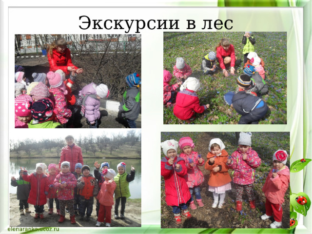 Экскурсии в лес 