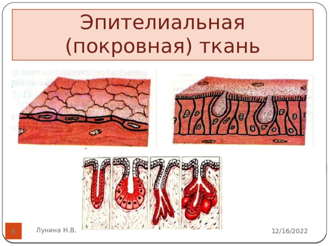 Эпителиальная (покровная) ткань   Лунина Н.В. 12/16/2022  
