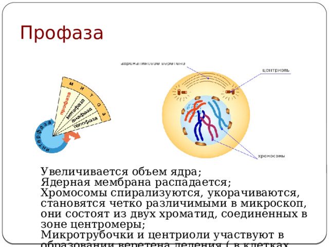 Профаза Увеличивается объем ядра; Ядерная мембрана распадается; Хромосомы спирализуются, укорачиваются, становятся четко различимыми в микроскоп, они состоят из двух хроматид, соединенных в зоне центромеры; Микротрубочки и центриоли участвуют в образовании веретена деления ( в клетках животных). 