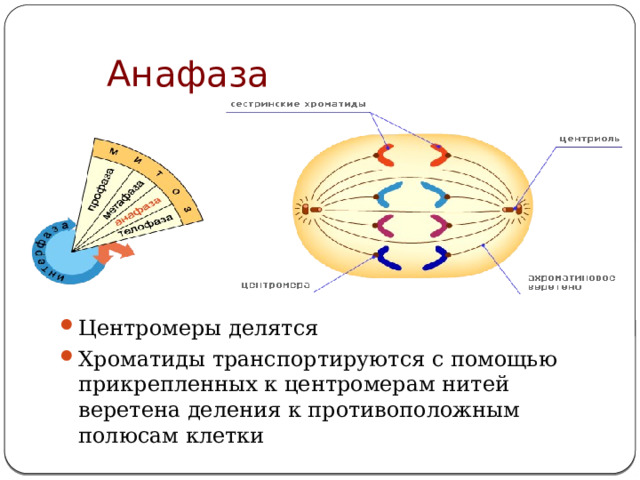 Анафаза Центромеры делятся Хроматиды транспортируются с помощью прикрепленных к центромерам нитей веретена деления к противоположным полюсам клетки 