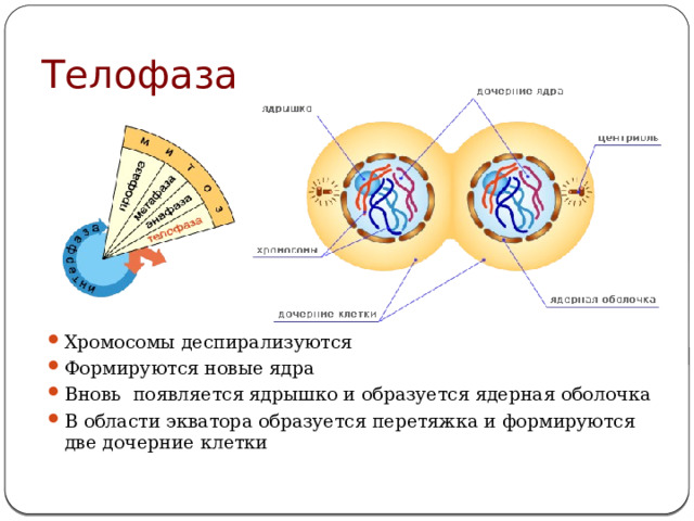 Телофаза Хромосомы деспирализуются Формируются новые ядра Вновь появляется ядрышко и образуется ядерная оболочка В области экватора образуется перетяжка и формируются две дочерние клетки 