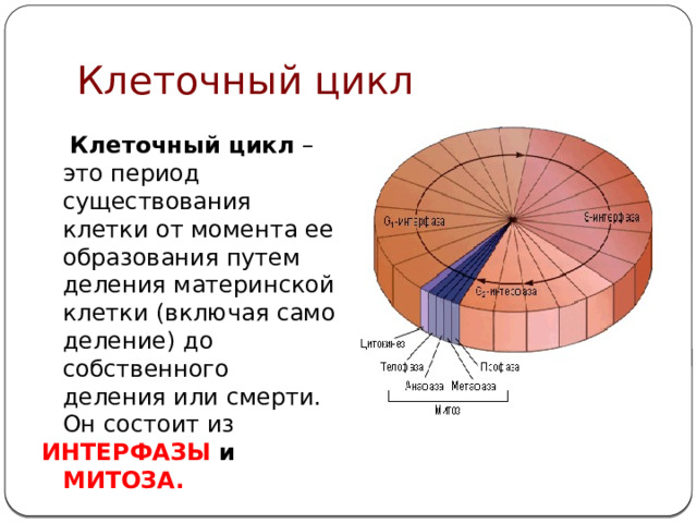 Клеточный цикл  Клеточный цикл – это период существования клетки от момента ее образования путем деления материнской клетки (включая само деление) до собственного деления или смерти. Он состоит из ИНТЕРФАЗЫ и МИТОЗА. 