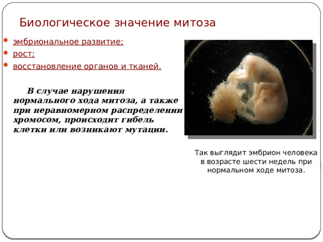 Биологическое значение митоза эмбриональное развитие; рост; восстановление органов и тканей.   В случае нарушения нормального хода митоза, а также при неравномерном распределении хромосом, происходит гибель клетки или возникают мутации. Так выглядит эмбрион человека в возрасте шести недель при нормальном ходе митоза. 
