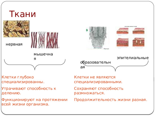 Ткани нервная мышечная  образовательная эпителиальные Клетки глубоко специализированны. Клетки не являются специализированными. Утрачивают способность к делению. Сохраняют способность размножаться. Функционируют на протяжении всей жизни организма. Продолжительность жизни разная. 