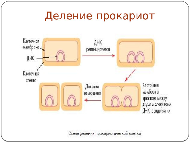 Деление прокариот 