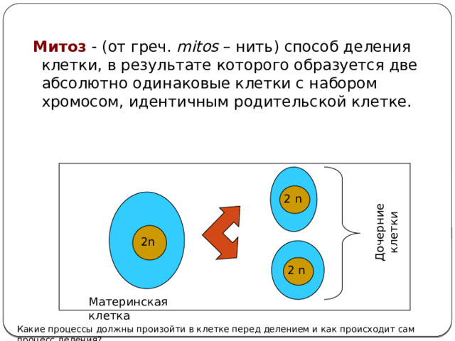 Дочерние клетки  Митоз - (от греч. mitos – нить) способ деления клетки, в результате которого образуется две абсолютно одинаковые клетки с набором хромосом, идентичным родительской клетке. 2 n 2n 2 n Материнская клетка Какие процессы должны произойти в клетке перед делением и как происходит сам процесс деления? 