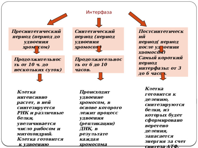 Интерфаза Постсинтетический период( период после удвоения хромосом) Синтетический период (период удвоения хромосом) Пресинтетический период (период до удвоения хромосом) Самый короткий период интерфазы: от 3 до 6 часов. Продолжительность от 6 до 10 часов. Продолжительность от 10 ч. до нескольких суток) Клетка готовится к делению, синтезируются белки, из которых будет сформировано веретено деления, запасается энергия за счет синтеза АТФ. Происходит удвоение хромосом, в основе которого лежит процесс удвоения (репликации) ДНК, в результате каждая хромосома состоит из двух сестринских хроматид Клетка интенсивно растет, в ней синтезируется РНК и различные белки, увеличивается число рибосом и митохондрий. Клетка готовится к удвоению хромосом 