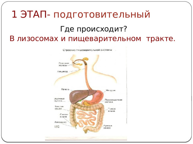 1 ЭТАП- подготовительный Где происходит? В лизосомах и пищеварительном тракте.  