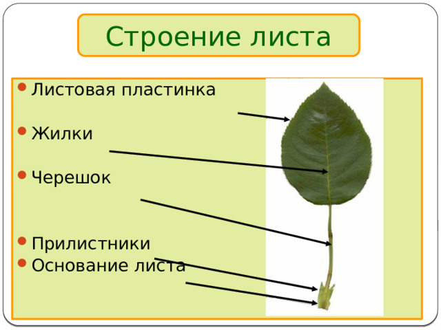 Строение листа Листовая пластинка Жилки Черешок Прилистники Основание листа 