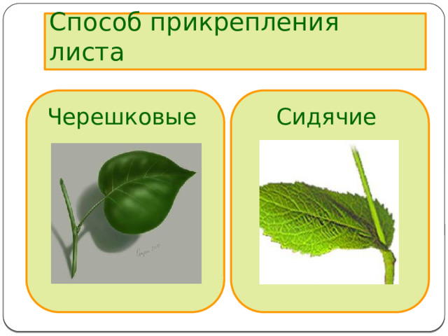 Способ прикрепления листа Сидячие Черешковые 