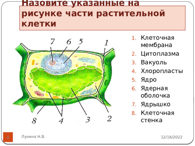 Назовите указанные на рисунке части растительной клетки Клеточная мембрана Цитоплазма Вакуоль Хлоропласты Ядро Ядерная оболочка Ядрышко Клеточная стенка Лунина Н.В. 12/16/2022  