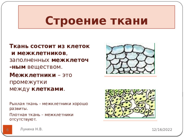 Строение ткани Ткань   состоит   из   клеток   и   межклетников , заполненных  межклеточ-ным  веществом.  Межклетники  – это промежутки между  клетками .  Рыхлая ткань – межклетники хорошо развиты. Плотная ткань – межклетники отсутствуют. Лунина Н.В. 12/16/2022  