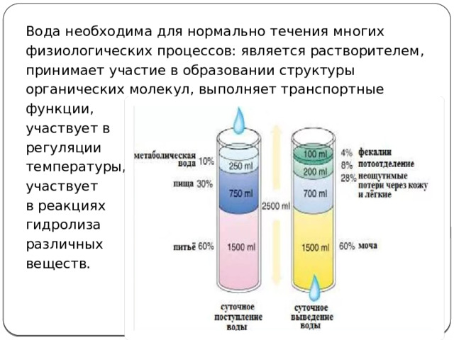Вода необходима для нормально течения многих физиологических процессов: является растворителем, принимает участие в образовании структуры органических молекул, выполняет транспортные функции, участвует в регуляции температуры, участвует в реакциях гидролиза различных веществ. 