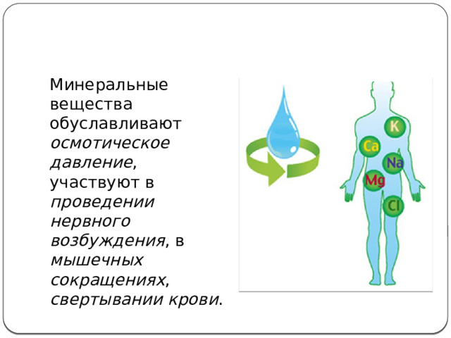 Минеральные вещества обуславливают осмотическое давление , участвуют в проведении нервного возбуждения , в мышечных сокращениях , свертывании крови . 