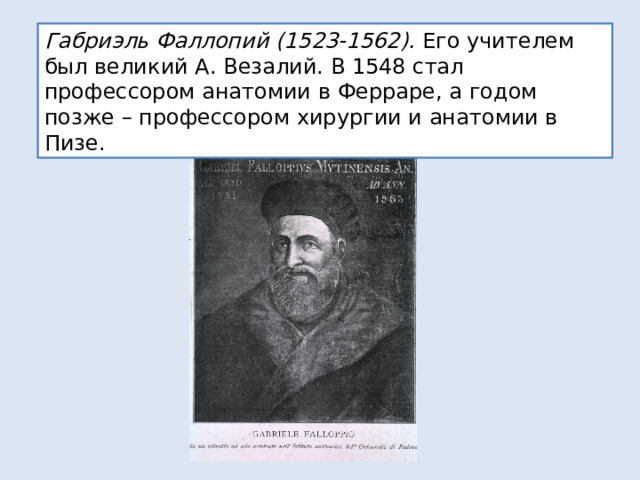 Габриэль Фаллопий (1523-1562). Его учителем был великий А. Везалий. В 1548 стал профессором анатомии в Ферраре, а годом позже – профессором хирургии и анатомии в Пизе. 