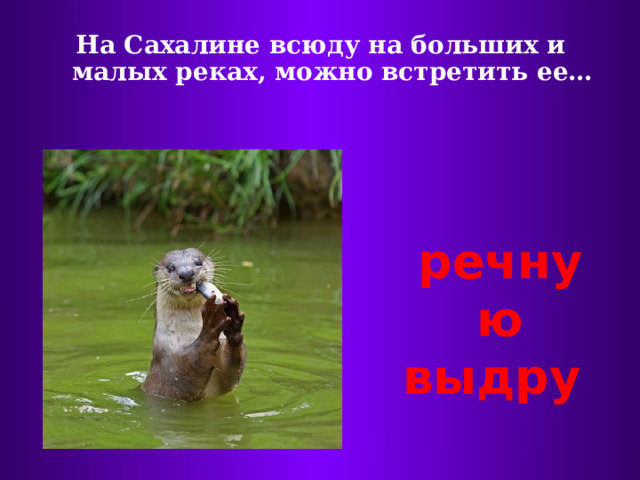На Сахалине всюду на больших и малых реках, можно встретить ее… речную выдру 