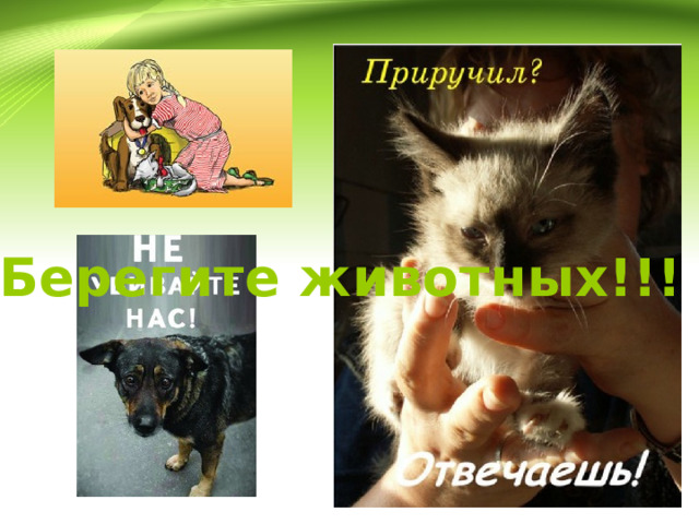 Берегите животных!!! 