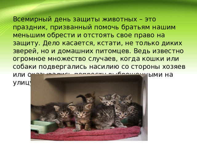 Всемирный день защиты животных – это праздник, призванный помочь братьям нашим меньшим обрести и отстоять свое право на защиту. Дело касается, кстати, не только диких зверей, но и домашних питомцев. Ведь известно огромное множество случаев, когда кошки или собаки подвергались насилию со стороны хозяев или оказывались попросту выброшенными на улицу. 