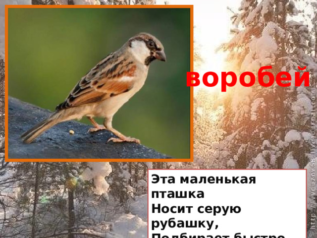 воробей Эта маленькая пташка  Носит серую рубашку,  Подбирает быстро крошки  И спасается от кошки. 