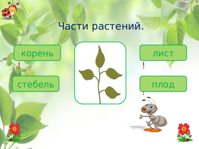 Части растений. корень лист Подумай! Молодец! Супер! Подумай! плод стебель 