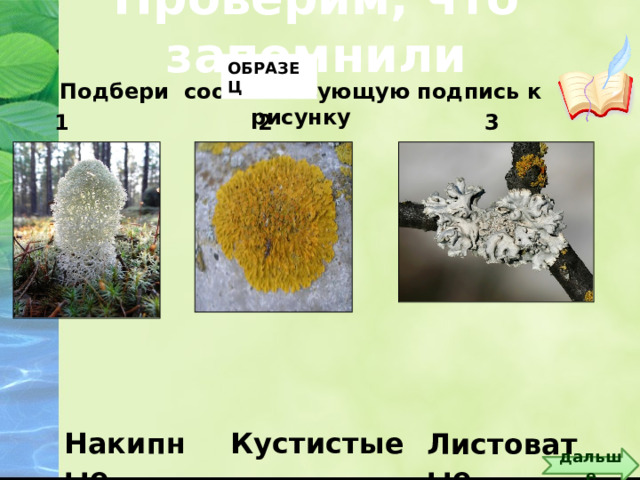 Проверим, что запомнили ОБРАЗЕЦ Подбери соответствующую подпись к рисунку 3 1 2 Слайд-образец. Вставьте свои рисунки или картинки. Запишите ответы. Триггер - тетрадь Кустистые Накипные Листоватые дальше 5 