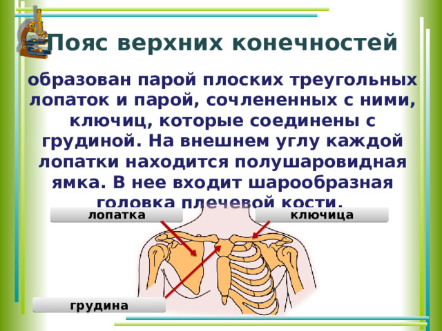 Пояс верхних конечностей образован парой плоских треугольных лопаток и парой, сочлененных с ними, ключиц, которые соединены с грудиной. На внешнем углу каждой лопатки находится полушаровидная ямка. В нее входит шарообразная головка плечевой кости. ключица лопатка грудина 