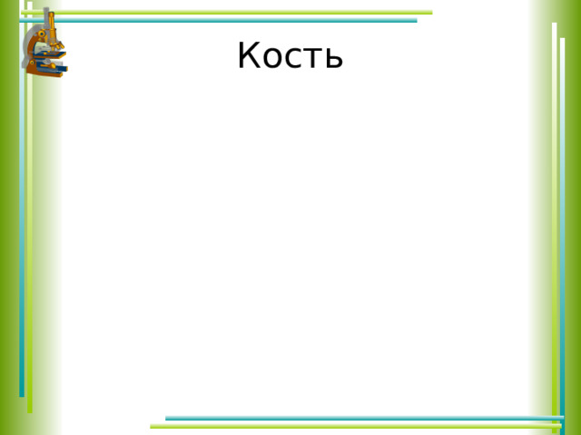 Кость 